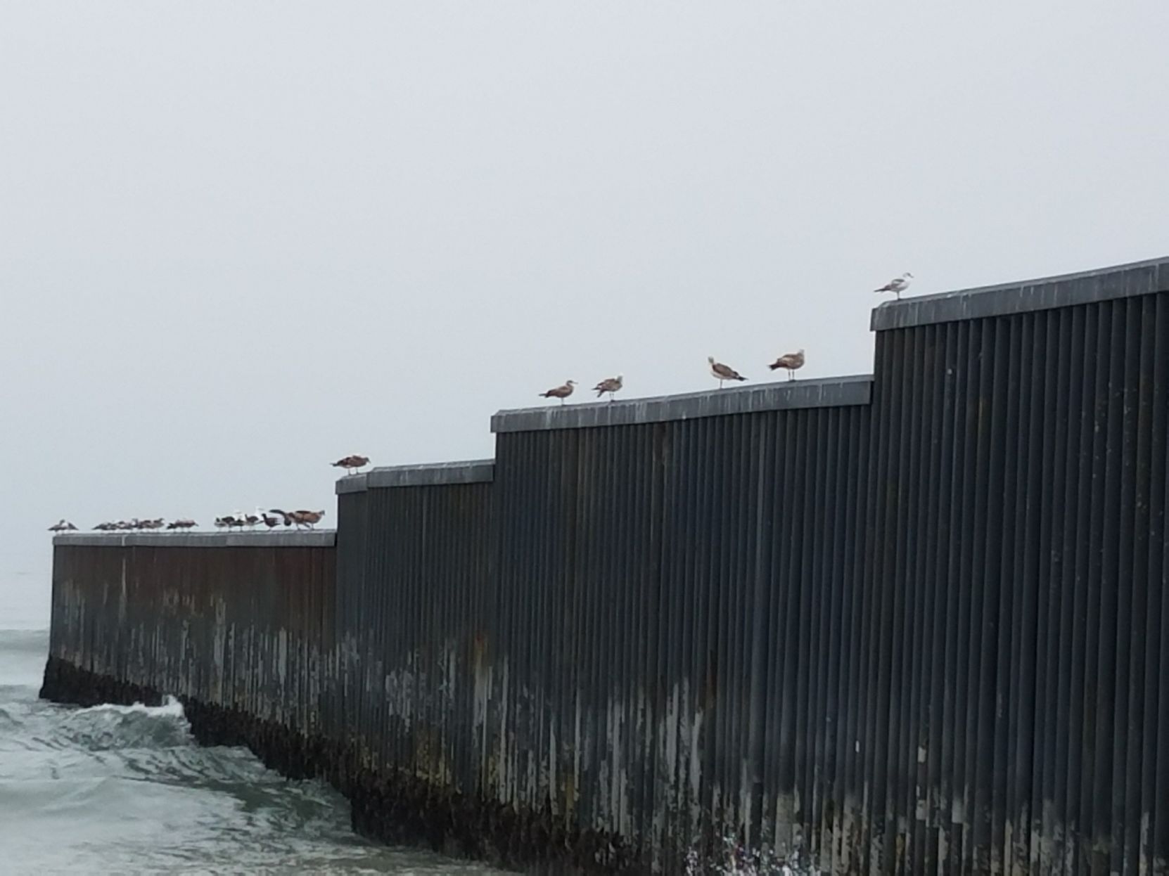Pájaros en la cerca de la frontera